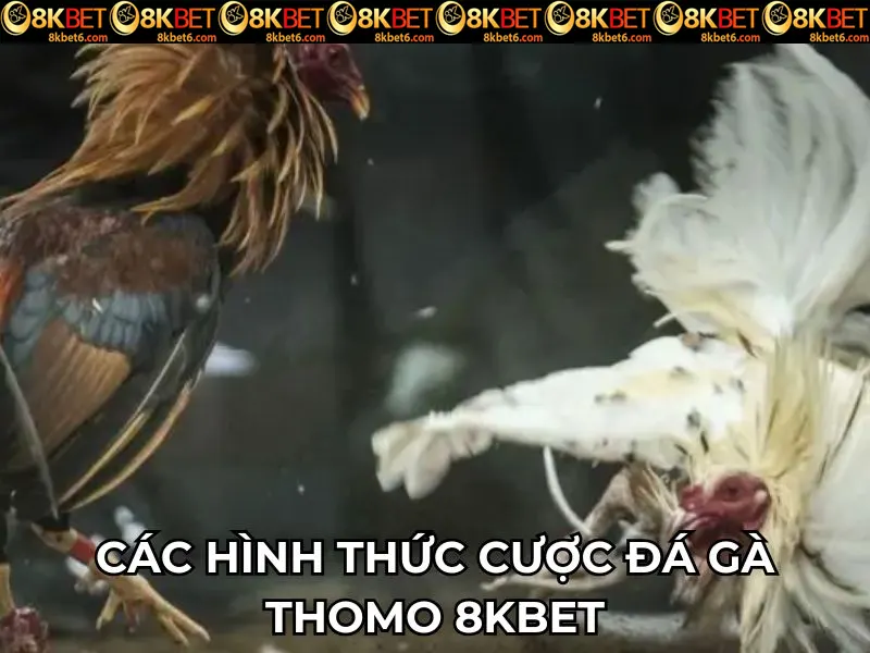 Các hình thức cược đá gà Thomo 8KBET