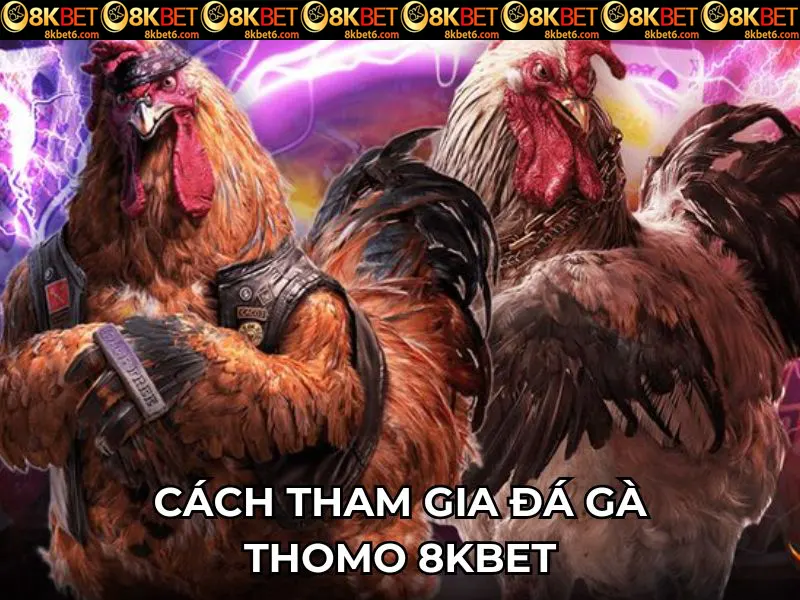 Cách tham gia đá gà Thomo 8KBET