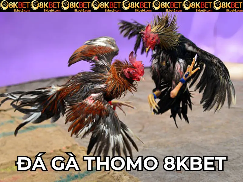 da-ga-thomo-8kbet