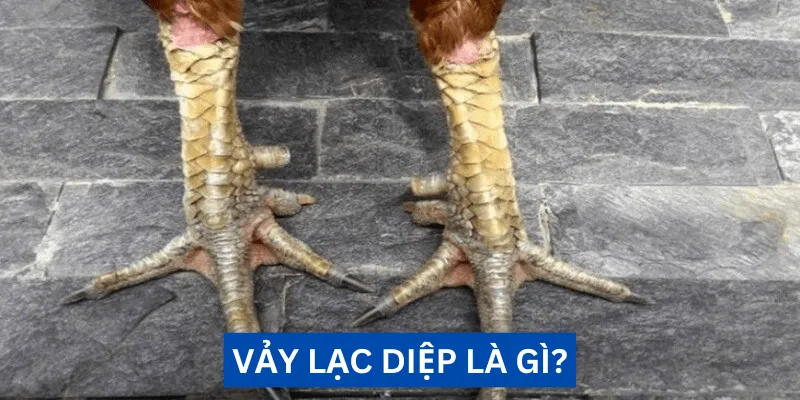 Vảy lạc diệp của gà là gì