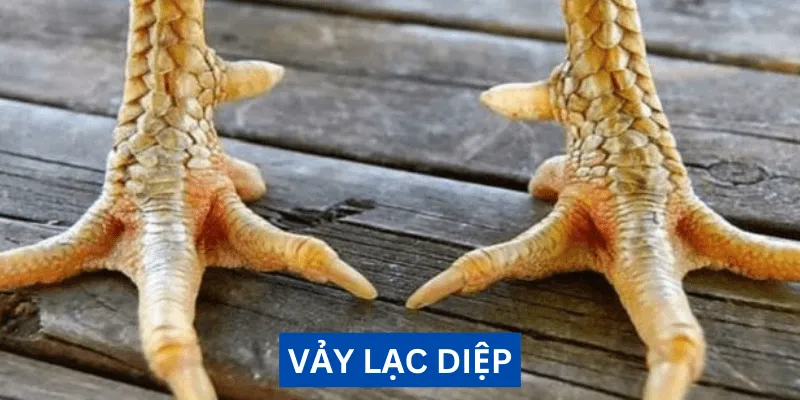 Vảy lạc diệp luôn là đặc điểm được đánh giá cao bởi giới sư kê